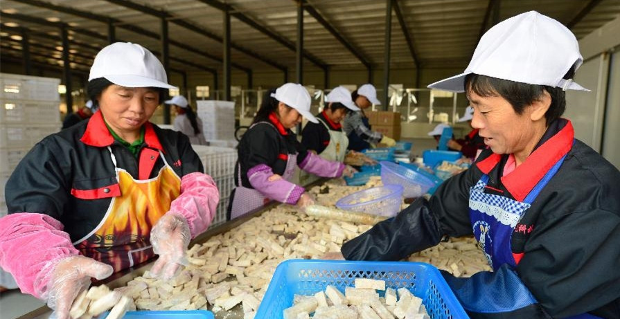 福建宁化县一家农业龙头企业工人在制作农业深加工产品(2014年10月16日摄)。