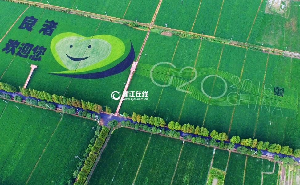 喜迎G20杭州峰会 杭州有片稻田种出了“笑脸”（组图）