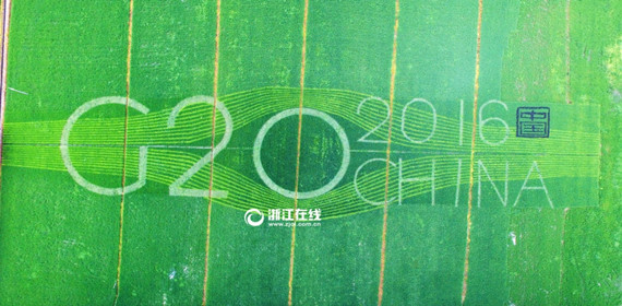 喜迎G20 杭州有片稻田种出了“笑脸”（组图）