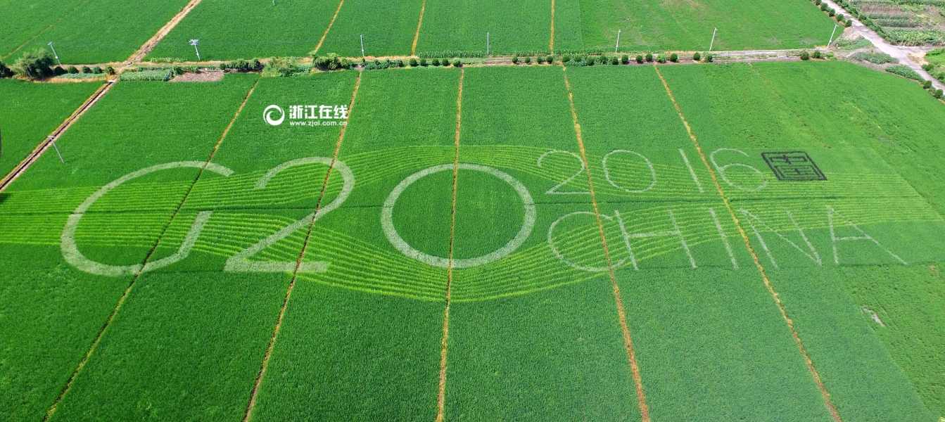喜迎G20 杭州有片稻田种出了“笑脸”（组图）