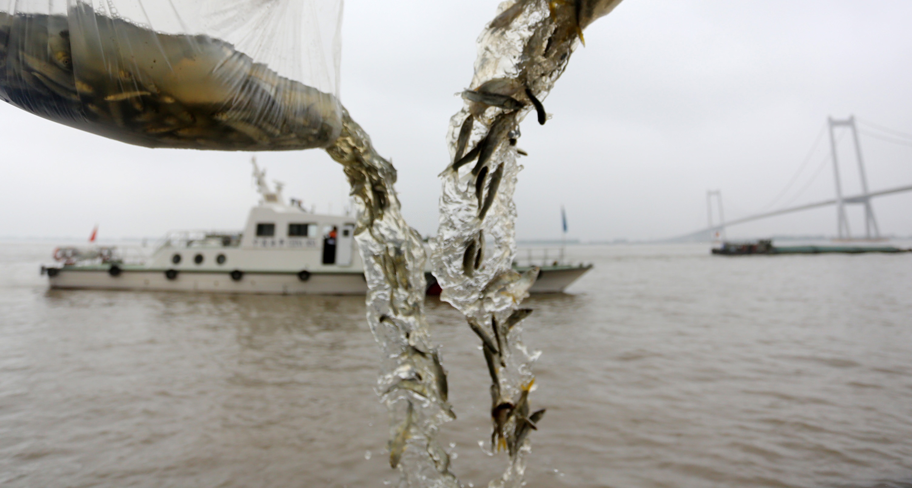 6月26日，渔民在长江江苏省泰州市高港区永安洲段放流鱼苗