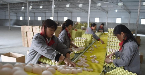 在贵州省毕节市七星关区五里坪村，当地农户在一个属于精准扶贫项目的养鸡场内分拣鸡蛋